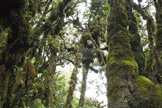 世界最古老的摩西森林丛林热带植物学苔藓模具叶子树干木头荒野风景图片