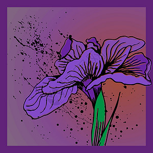 Iris 鲜花叶子树叶插图静脉绿色阴影图片