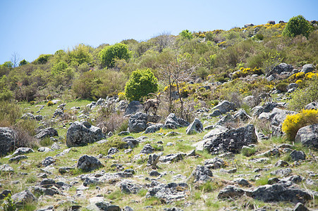 大山羊山羊自由鹿角喇叭石头衬套野生动物图片