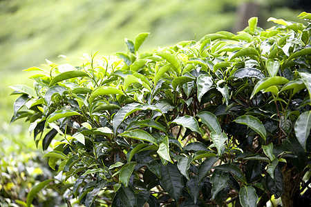 不断增长的茶叶假期饮料农业叶子热带生产草药庄园草本植物时间财产图片
