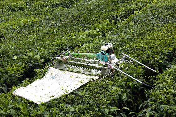 茶叶收获器时间食物生产收割机农业热带植物收成绿色种植园图片