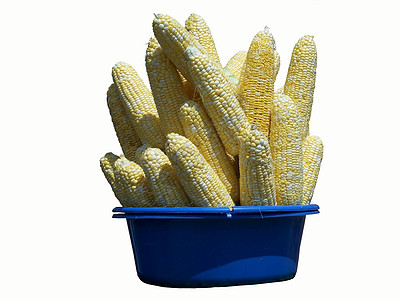孤立在白色上蔬菜收成黄色玉米营养农场食物图片