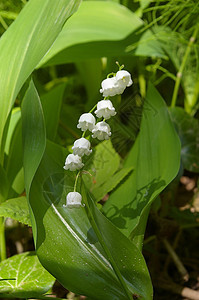 山谷的莉莉生长荒野绿色森林树叶季节花束花瓣植物白色图片