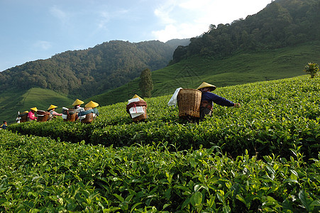 人们拿起茶来喝茶培育丘陵农场场地饮料花园植被文化种植园高地背景图片