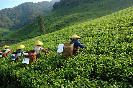人们拿起茶来喝茶植物生长场地热带农村收成农民收割机培育植物群图片
