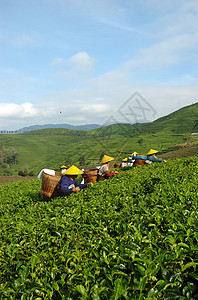 人们拿起茶来喝茶收割机植被文化树叶生长草本植物叶子种植园场地农村图片
