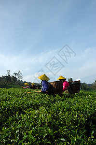 人们拿起茶来喝茶收割机收成场地植被花园文化饮料树叶农民高地图片