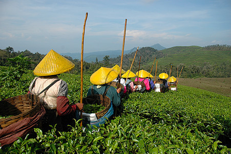 人们拿起茶来喝茶树叶收成培育生长高地种植园热带农民叶子植物群图片