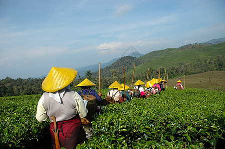 人们拿起茶来喝茶收割机树叶花园农民植被饮料热带生长培育收成图片