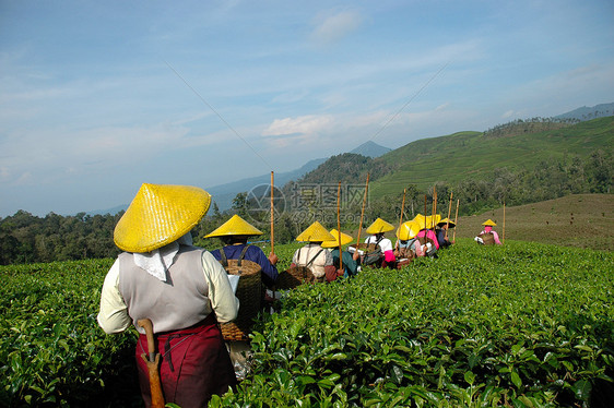 人们拿起茶来喝茶收割机树叶花园农民植被饮料热带生长培育收成图片