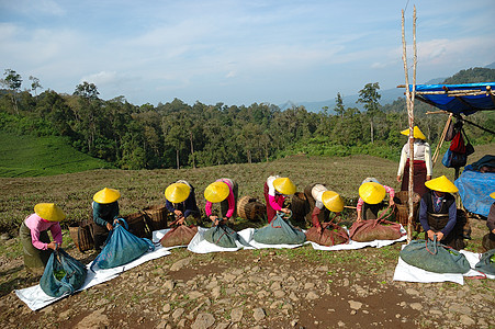 人们拿起茶来喝茶收成丘陵草本植物热带植物种植园高地农村生长树叶图片