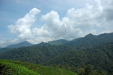 茶叶种植农场高地植物群农民热带丘陵植被农村场地培育图片