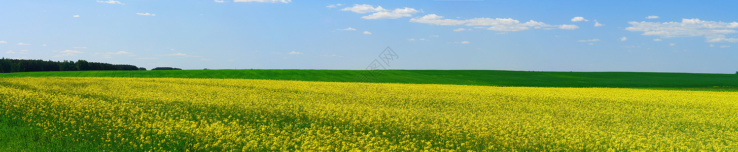 春季风景天空乡村环境草地场地草本植物蓝色植物绿色黄色图片