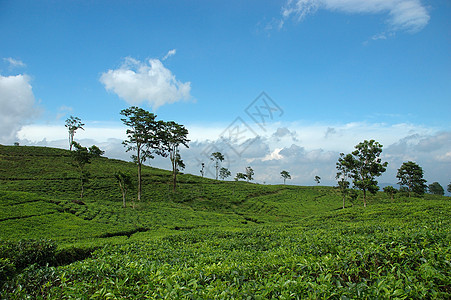 茶叶种植饮料高地植物文化收割机农场丘陵植物群植被农村图片