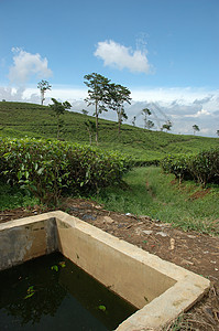 茶叶种植高地花园生长植物丘陵草本植物饮料农村种植园场地图片
