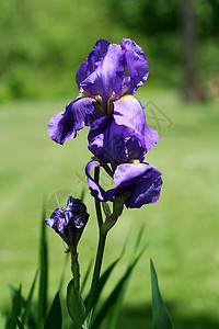 Iris 花植物花瓣植物群宏观花朵绿色鸢尾花图片