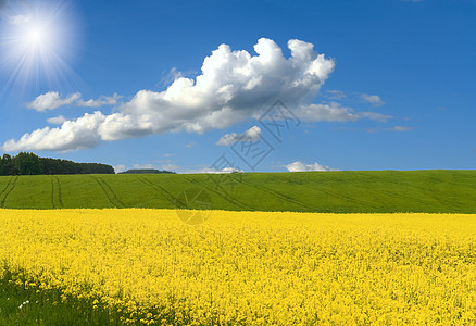 春季风景草本植物环境黄色场地乡村植物天堂农业蓝色太阳图片