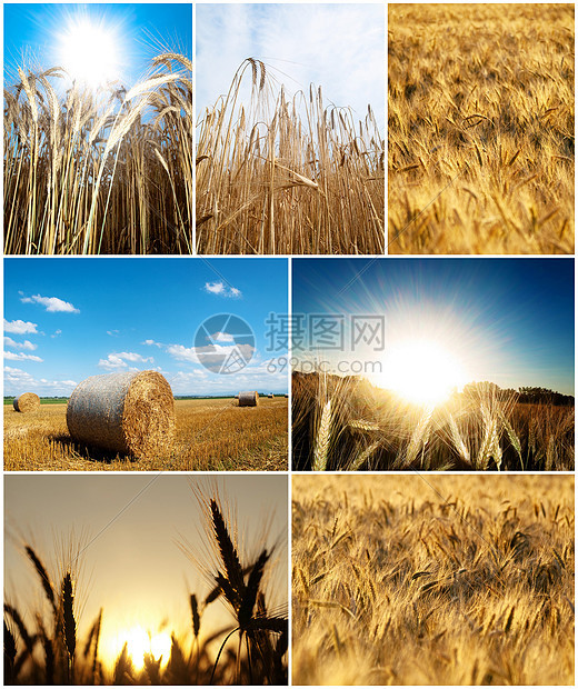 自然综合图干草蓝色牧场太阳收成光束文化场地农村小麦图片