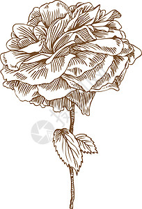 手拔玫瑰树叶写意草图花朵墨水花瓣叶子植物绘画插图背景图片