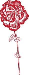 手拔玫瑰树叶美丽插图花瓣铅笔绘画写意墨水叶子手工背景图片