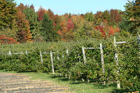 苹果果园水果收成叶子红色农业绿色农场食物图片