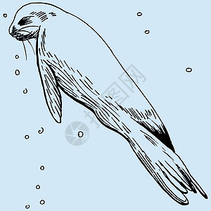 密封海豹海狮插图海洋哺乳动物剪贴蓝色生活动物园游泳狮子图片