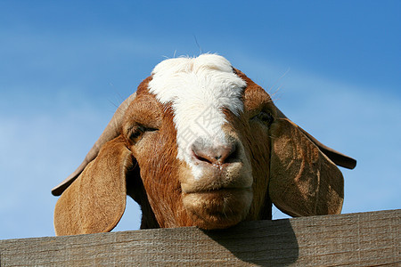 比利山羊喇叭头发哺乳动物家畜草地孩子谷仓国家天空农村图片