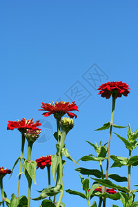 红花花花瓣雏菊园艺绿色植物花园图片