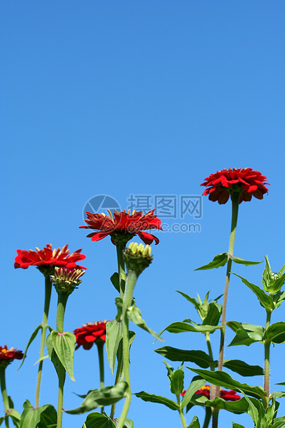 红花花花瓣雏菊园艺绿色植物花园图片