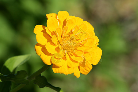 黄花花园植物园艺花瓣雏菊绿色图片