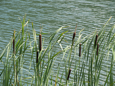 绿猫尾巴站立液体生长绿色沼泽团体树叶湿地池塘植物群植物图片