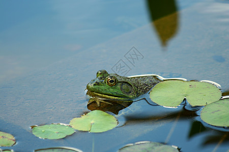 绿斗牛蛙在池塘里图片