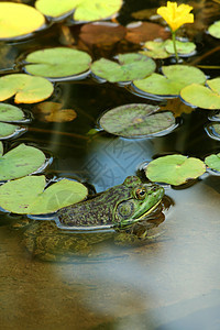绿色公牛蛙在池塘里用利晶粉两栖青蛙蟾蜍爬虫生物反射睡莲眼睛动物图片