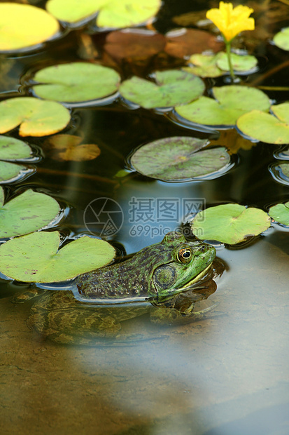 绿色公牛蛙在池塘里用利晶粉两栖青蛙蟾蜍爬虫生物反射睡莲眼睛动物图片