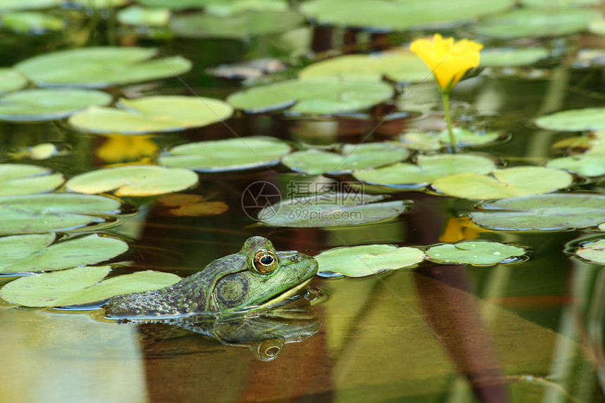 绿色公牛蛙在池塘里用利晶粉两栖动物反射生物青蛙眼睛睡莲爬虫蟾蜍图片