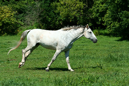 白马在绿野中奔跑图片