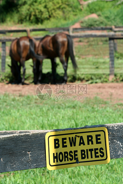 当心马的咬痕标志鬃毛牧场场地乡村棕色黄色绿色农场马术哺乳动物图片
