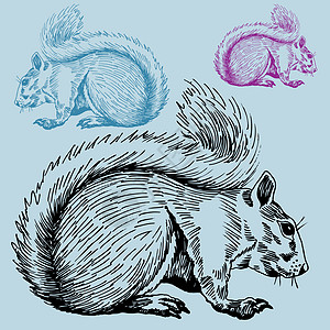 松鱼公园白色小动物荒野栗鼠草图野生动物森林艺术松鼠图片