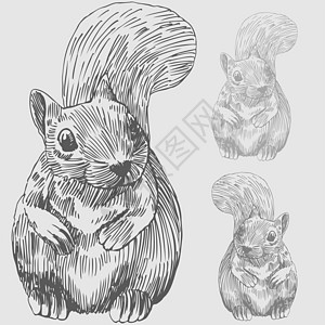 松鱼小动物公园栗鼠插图艺术白色草图松鼠森林野生动物图片
