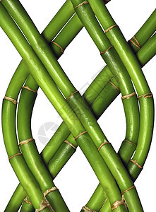 野竹子叶子筷子热带植物树干树叶树木森林绿色图片