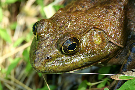 近距离靠近一只美国公牛蛙青蛙蟾蜍池塘动物眼睛绿色生物两栖动物沼泽图片