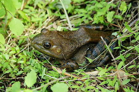 美国在草地上的公牛蛙图片
