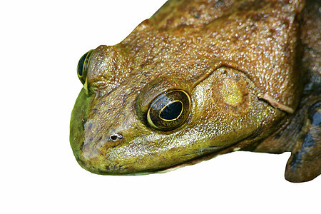 近距离靠近一只美国公牛蛙蟾蜍动物池塘沼泽两栖动物绿色生物眼睛青蛙图片