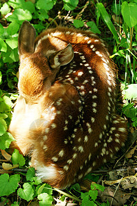 婴儿鹿在睡梦中卷起来荒野棕色生物斑点哺乳动物野生动物鹿角图片