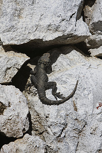 土耳其的Lizard背景图片