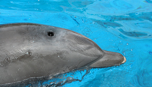 近距离的海豚游泳图片