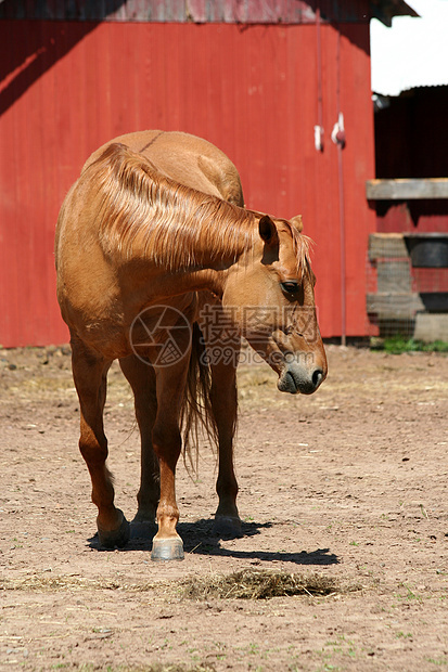 红谷仓附近的栗子马绿色马具农场牧场马术场地鬃毛马匹哺乳动物棕色图片