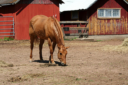 红谷仓附近的栗子马牛仔鬃毛哺乳动物马具马术农场棕色牧场场地马匹图片