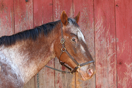 谷仓附近的棕色老马匹图片
