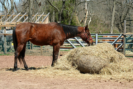 棕色马在干草上喂食图片